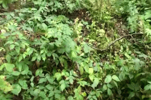www.faythonfire.com - Tree Bound & Gagged & Tormented on Island thumbnail